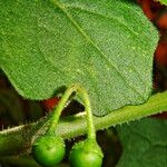 Solanum nigrum Fruto