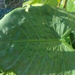 Alocasia macrorrhizos Liść