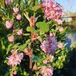 Ribes sanguineum Bloem