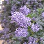 Ceanothus thyrsiflorusFlower