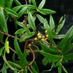 Hippophae salicifolia Tervik taim