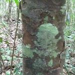 Chrysophyllum pomiferum Corteza
