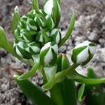 Ornithogalum balansae Virág