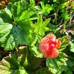 Rubus chamaemorusFrukt