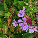 Cuphea procumbens Blomst