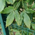 Acer triflorum Frunză