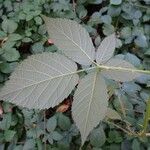 Rubus ulmifolius Hoja