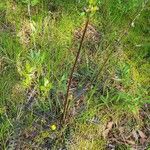 Pedicularis sceptrum-carolinum Hoja