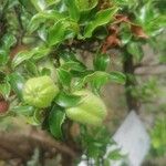 Diospyros whyteana Fruit