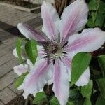 Clematis x jackmanii Flower
