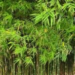 Bambusa multiplex Liść