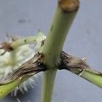 Eryngium yuccifolium Rinde