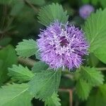 Centratherum punctatum Folla