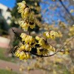 Chimonanthus praecox 花