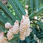 Torreya californica Flor