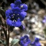 Phacelia campanularia Blüte