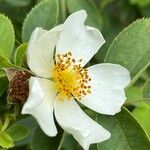 Rosa corymbifera Blomst