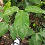 Philodendron tripartitum Feuille