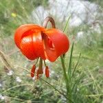 Lilium pomponiumЦветок