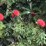 Calliandra haematocephala花