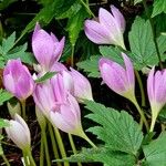 Colchicum autumnale Habitus