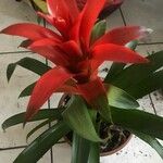 Guzmania spp. ഇല