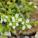 Cerastium diffusum Λουλούδι