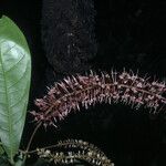 Panopsis sessilifolia Цвят