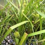 Sparganium emersum Likasa