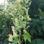 Echinocystis lobata Flower