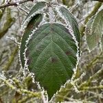 Rubus macrophyllus Blad