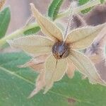 Trichodesma zeylanicum Fruit