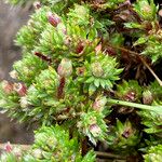 Alchemilla holosericea Blatt