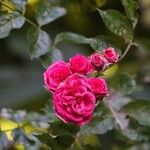 Rosa gallica Blomma