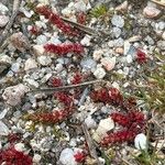 Crassula tillaea Leaf