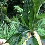 Verbesina alternifolia Leaf