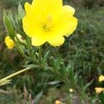 Oenothera parviflora Цветок