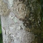 Syzygium borbonicum Bark