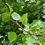 Populus tremula 叶