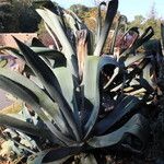 Agave weberi Feuille