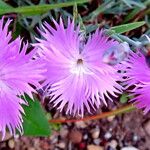 Dianthus hyssopifolius Flower