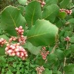 Rhus integrifolia Цвят