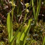 Liparis loeselii Habitat