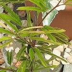 Calliandra surinamensis خشب
