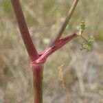 Peucedanum oreoselinum кора