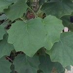 Roldana petasitis Leaf