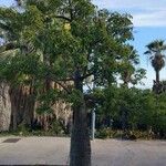 Ceiba insignis Συνήθη χαρακτηριστικά