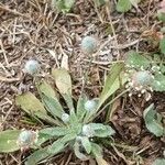 Plantago lagopus Hábito