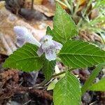 Galeopsis tetrahitBlüte