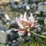 Trifolium thalii Flower